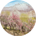 Hunza Apricot Orchards